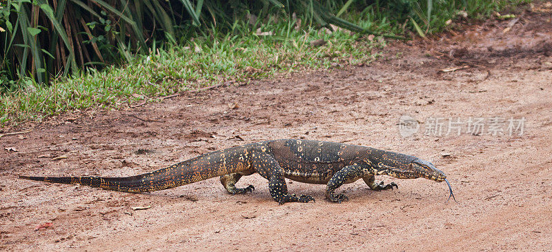 叉舌:水监测器(Varanus salvator)，斯里兰卡